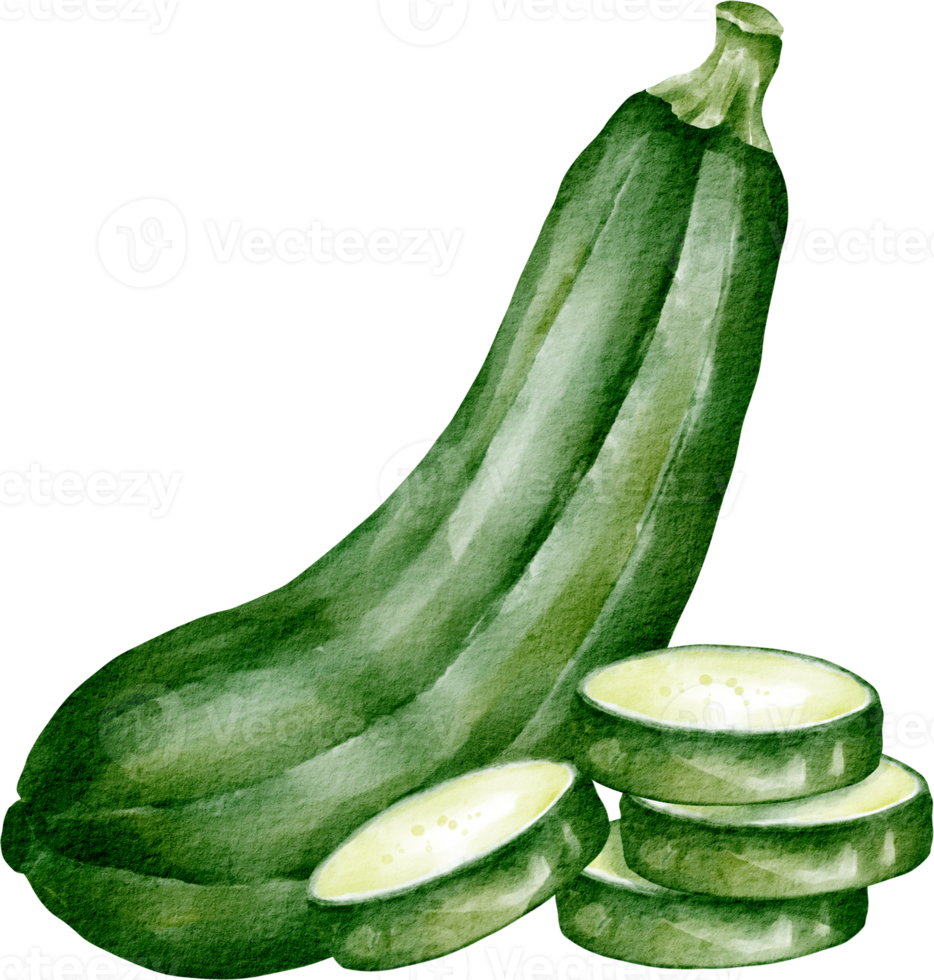 watercolor zucchini vegetable png