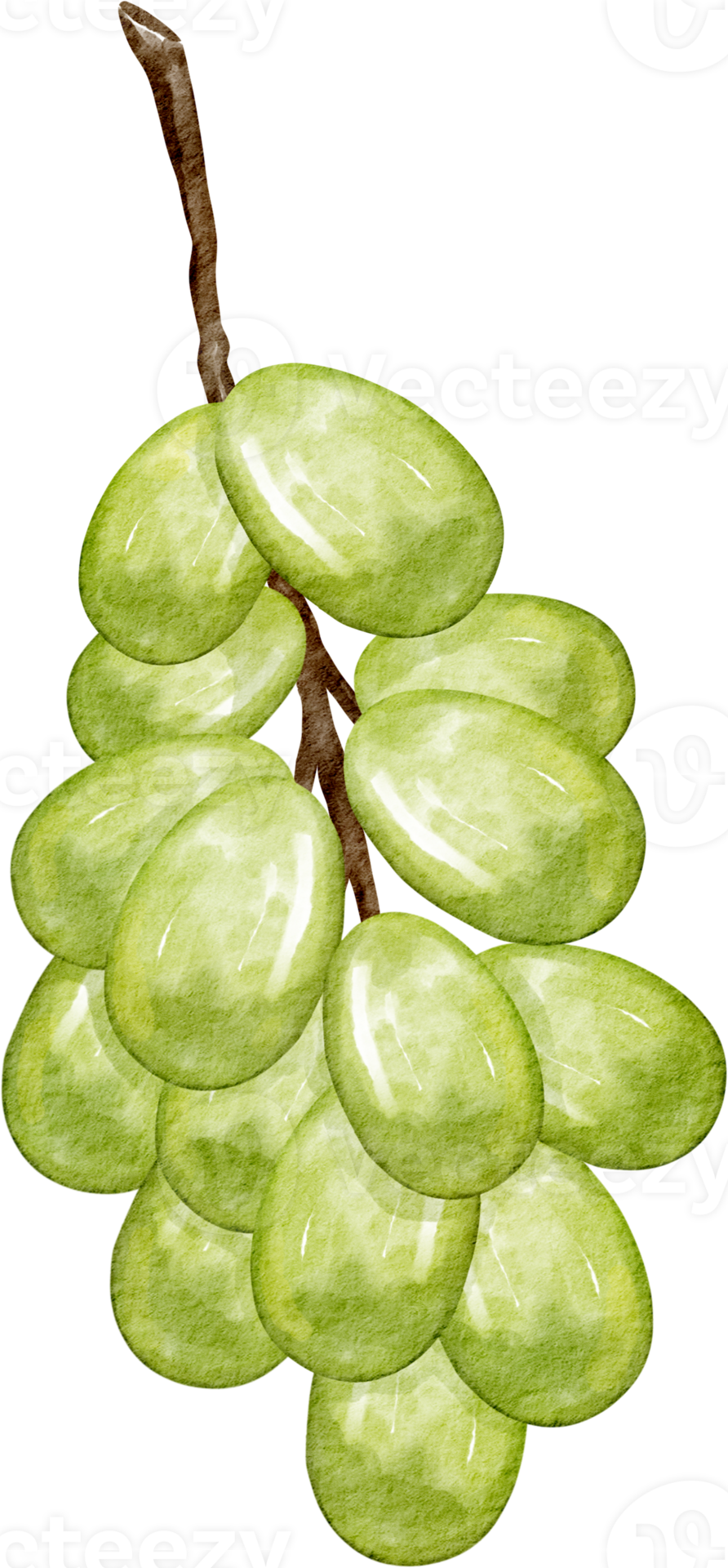 watercolor grape green 16548191 PNG