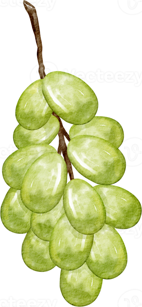 watercolor grape green png