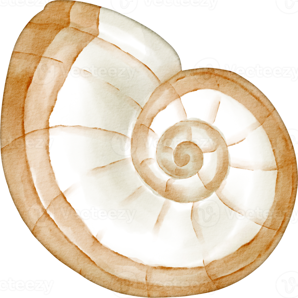 watercolor sea shell png