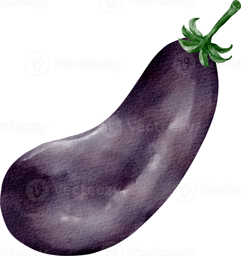 watercolor eggplant vegetable png