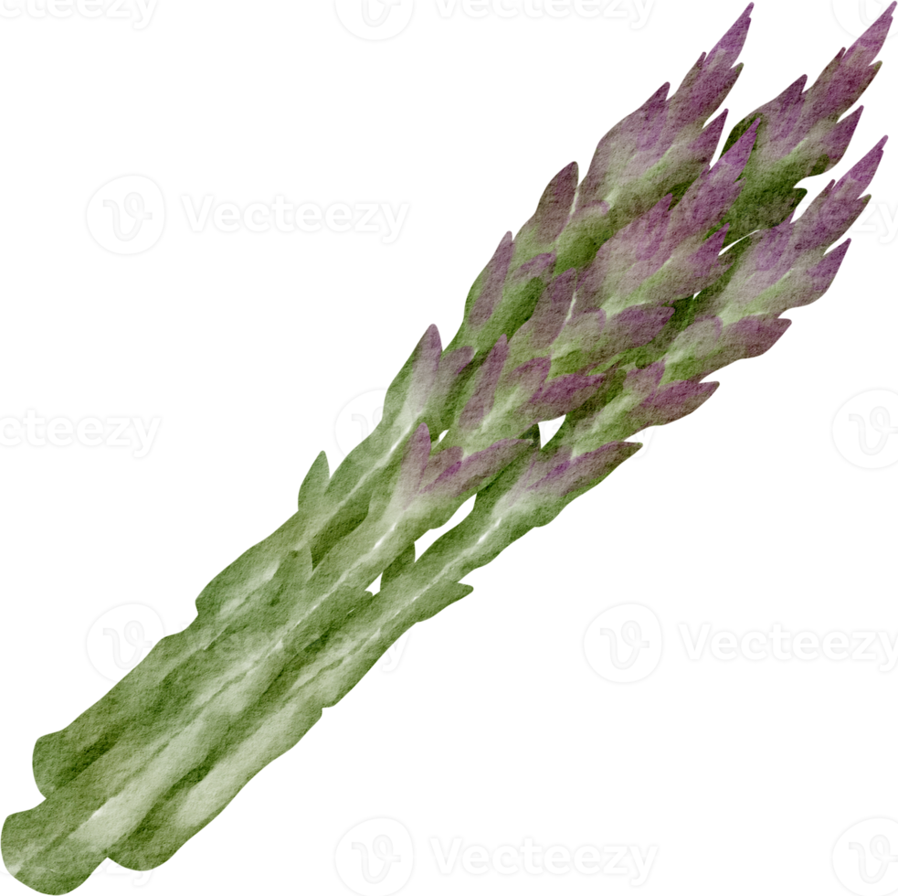 watercolor asparagus vegetable clip art png