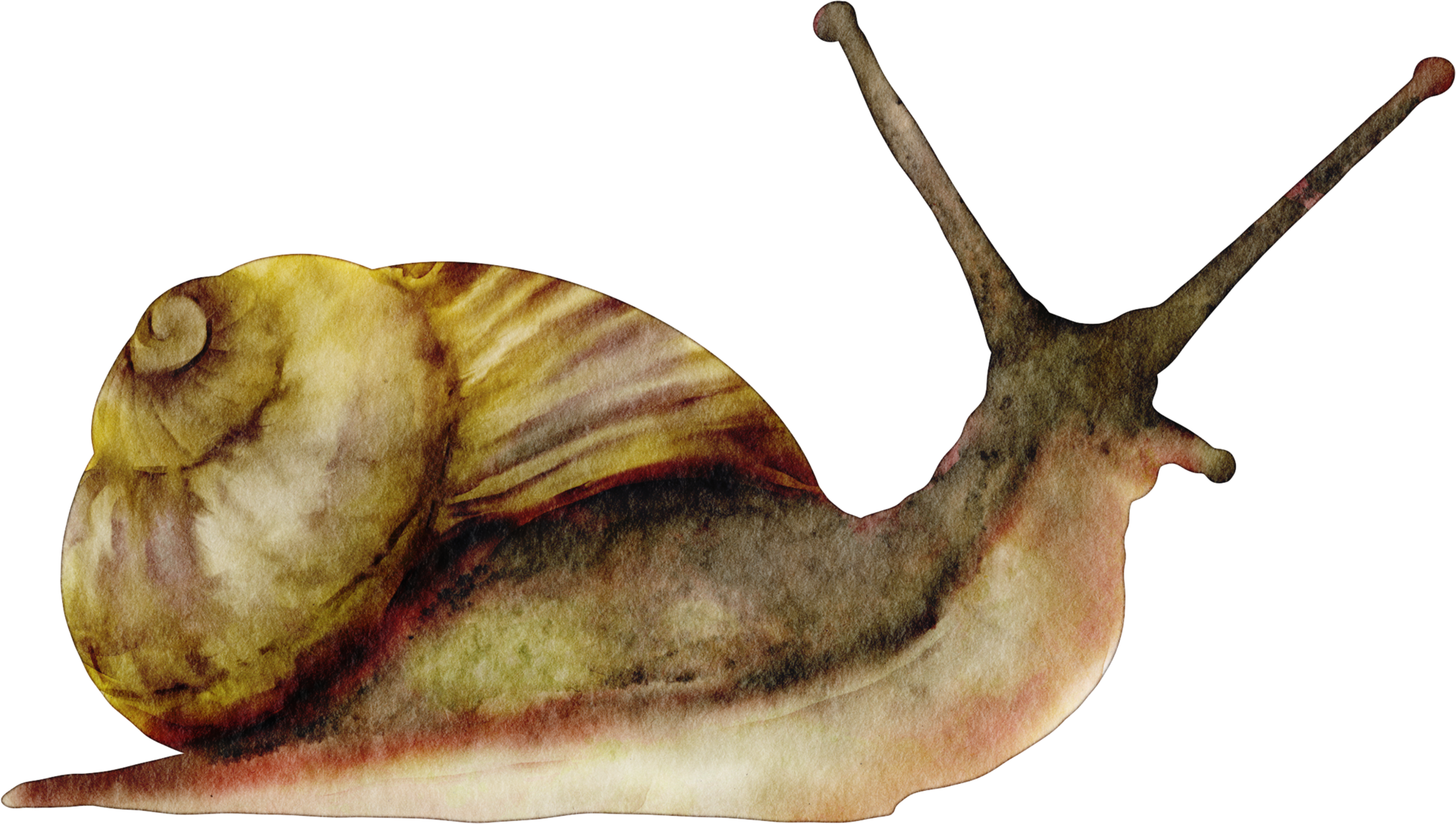 acquerello lumaca insetto 16548229 PNG