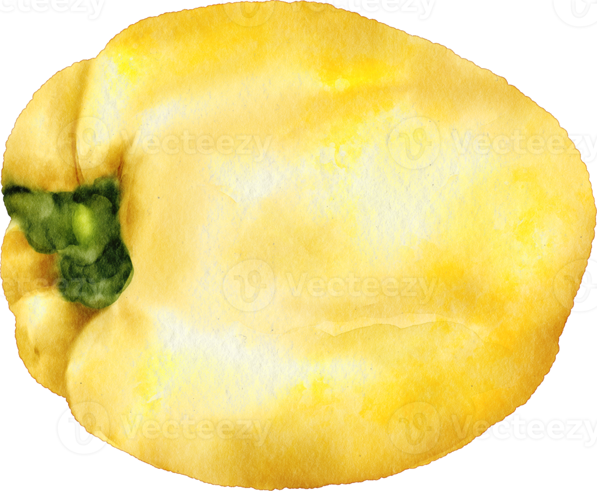 watercolor capsicum vegetable png