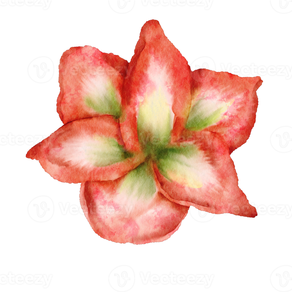 watercolor amarllis flower png