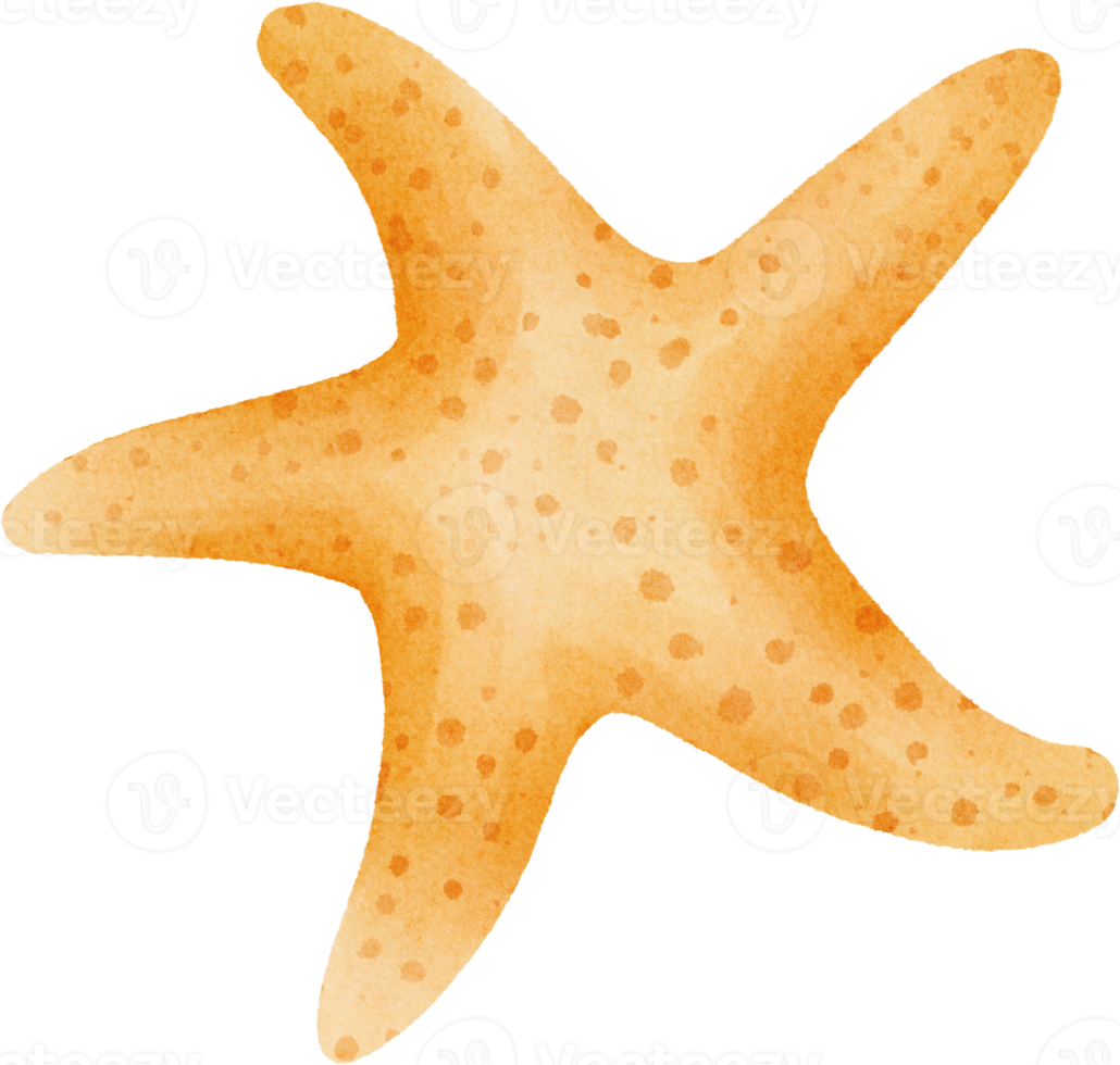 clipart de estrela do mar em aquarela png