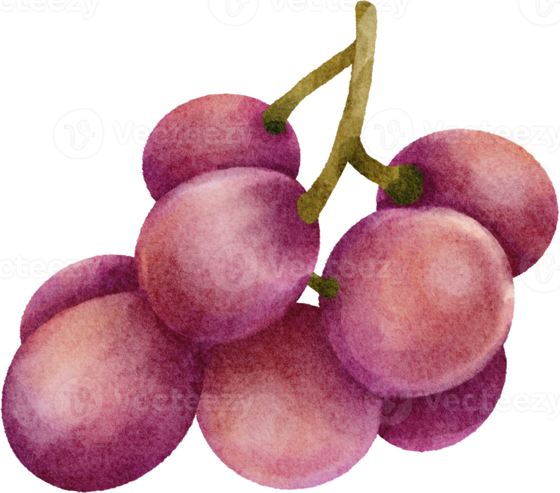 watercolor grape clip art png