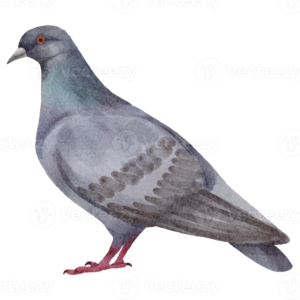 watercolor pigeon clip art png