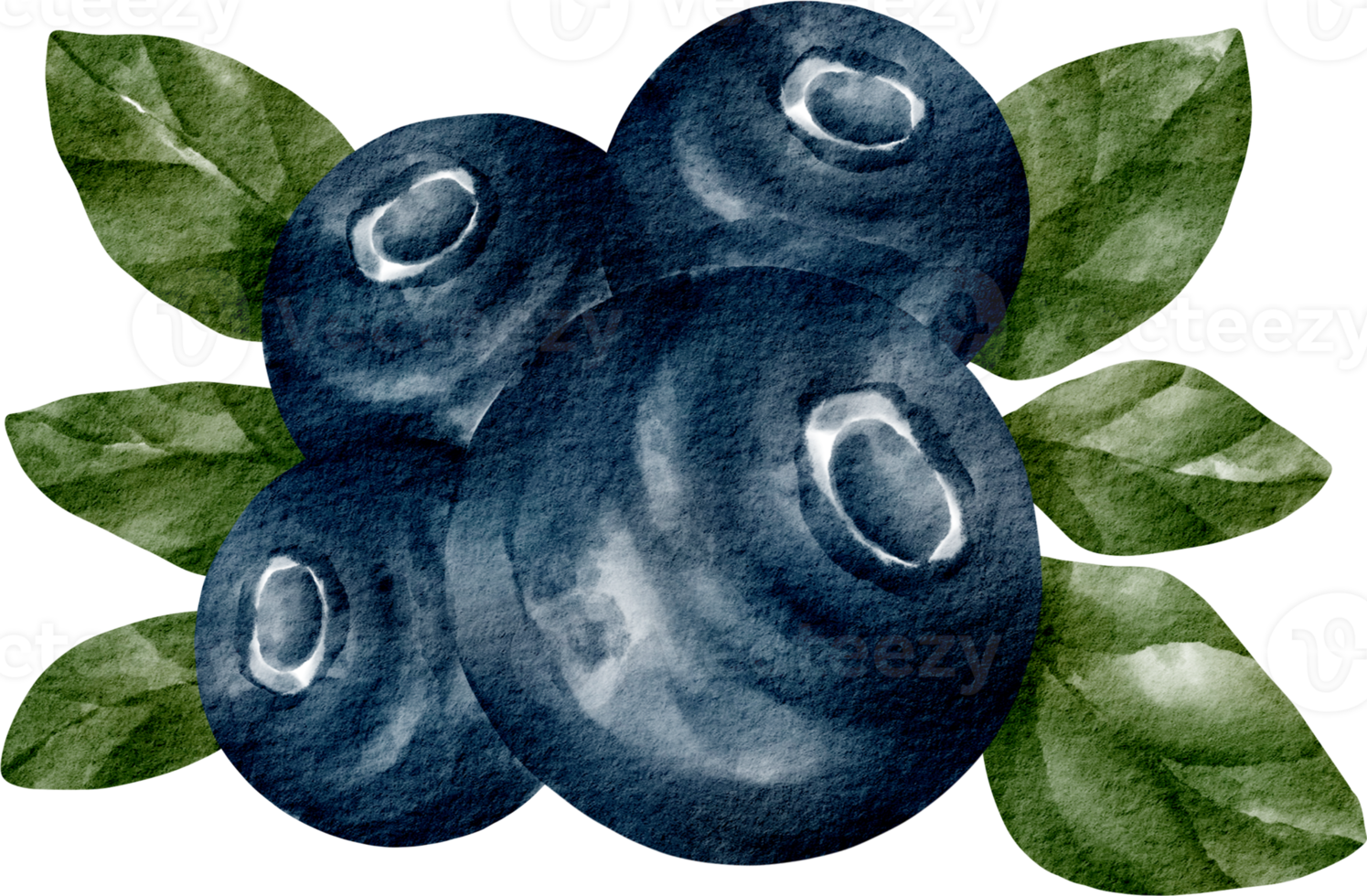 watercolor blueberry fruit png