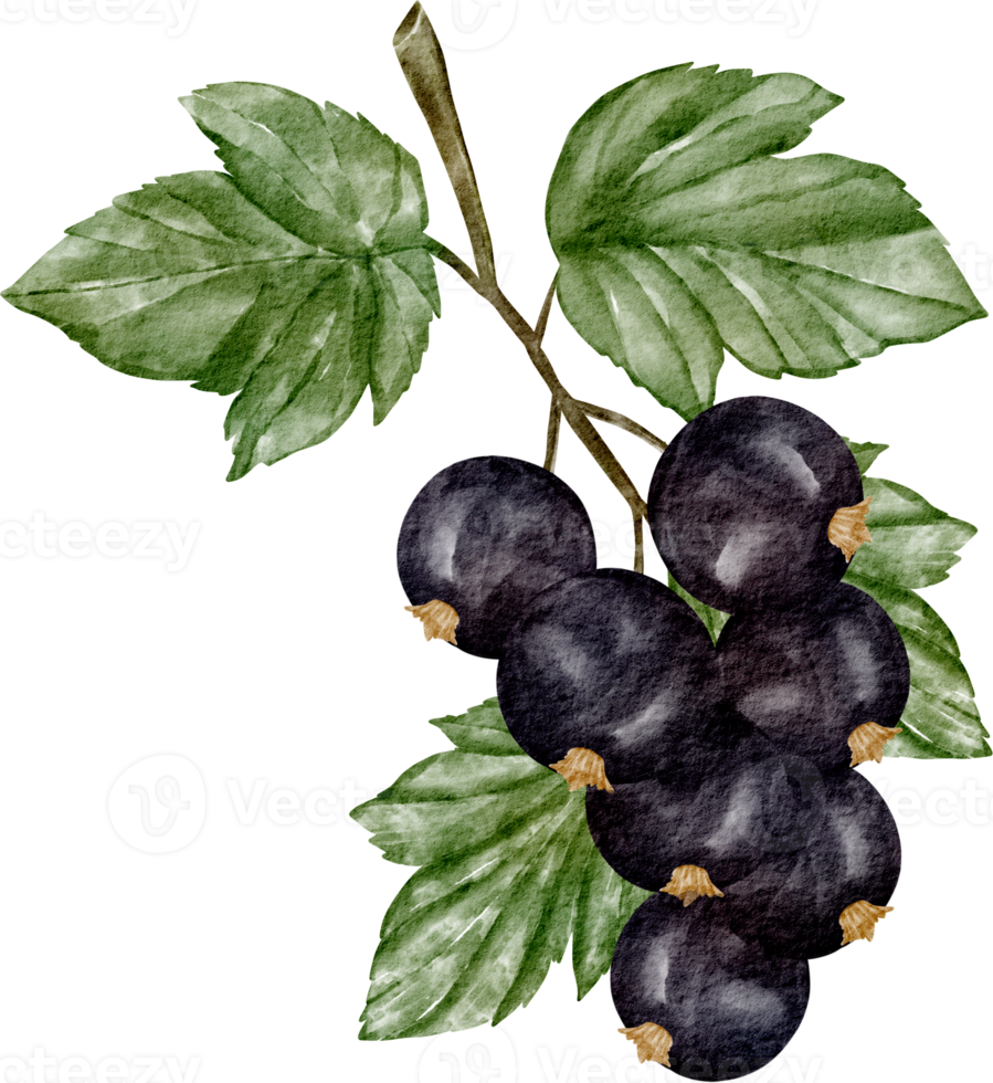 watercolor black currant fruit png