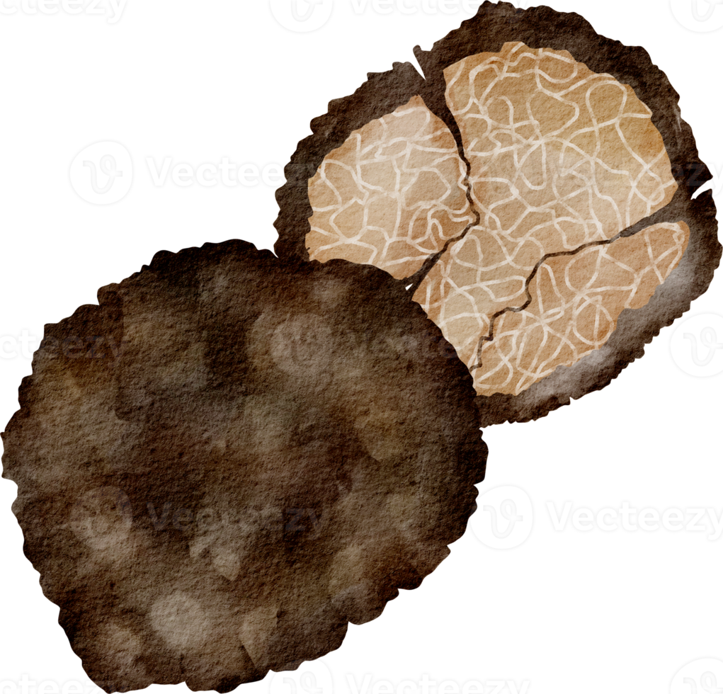 watercolor truffle vegetable png