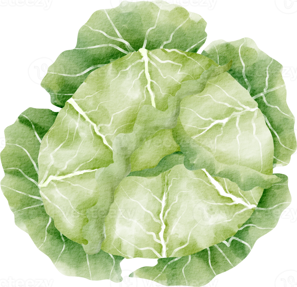 watercolor cabbage vegetable clip art png