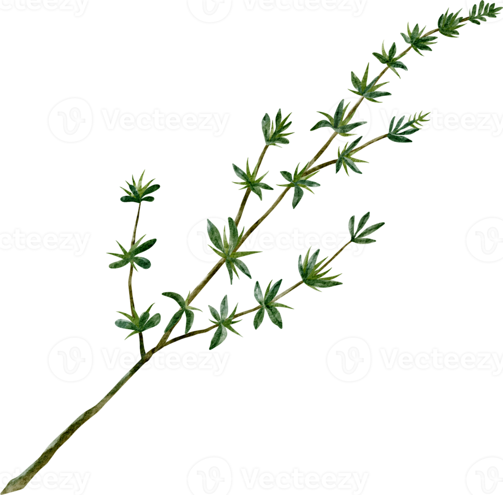 watercolor-thyme-herb-clip-art-16548302-png