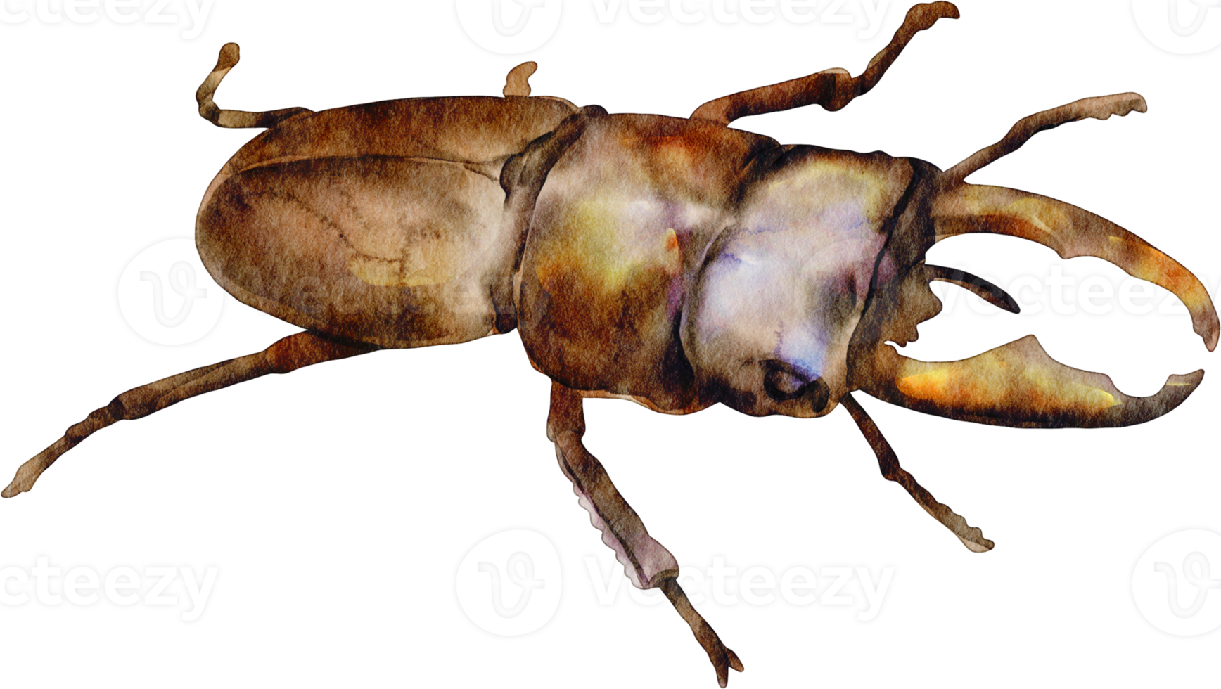 watercolor stag beetle png