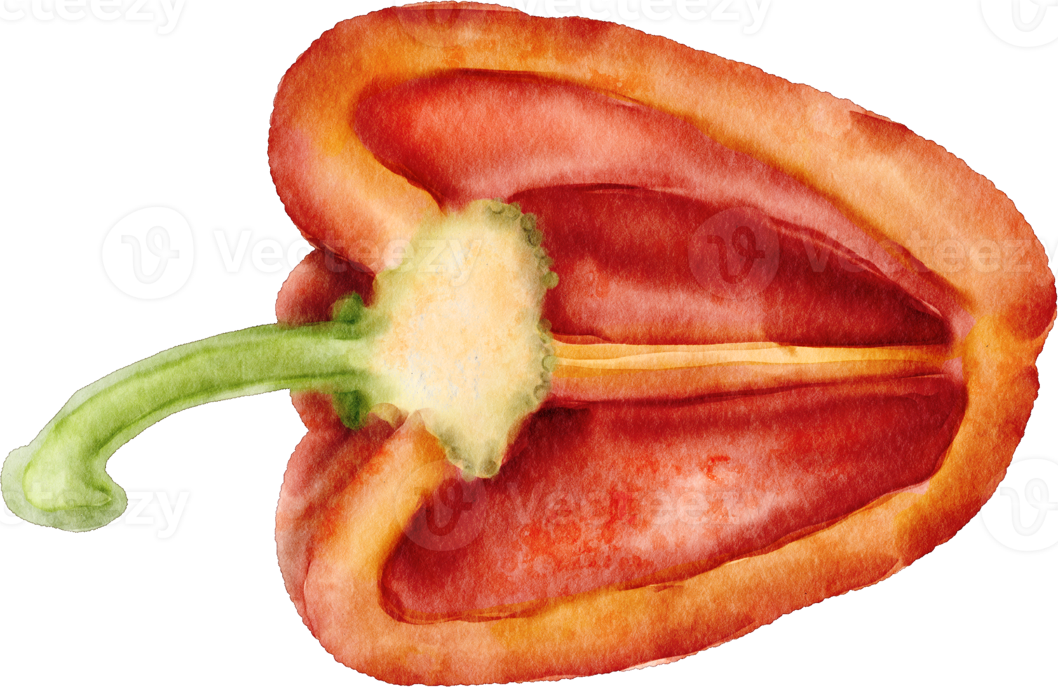 watercolor bell pepper png