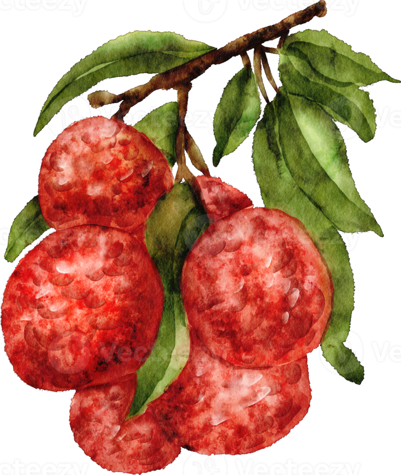 vattenfärg litchi frukt klämma konst png