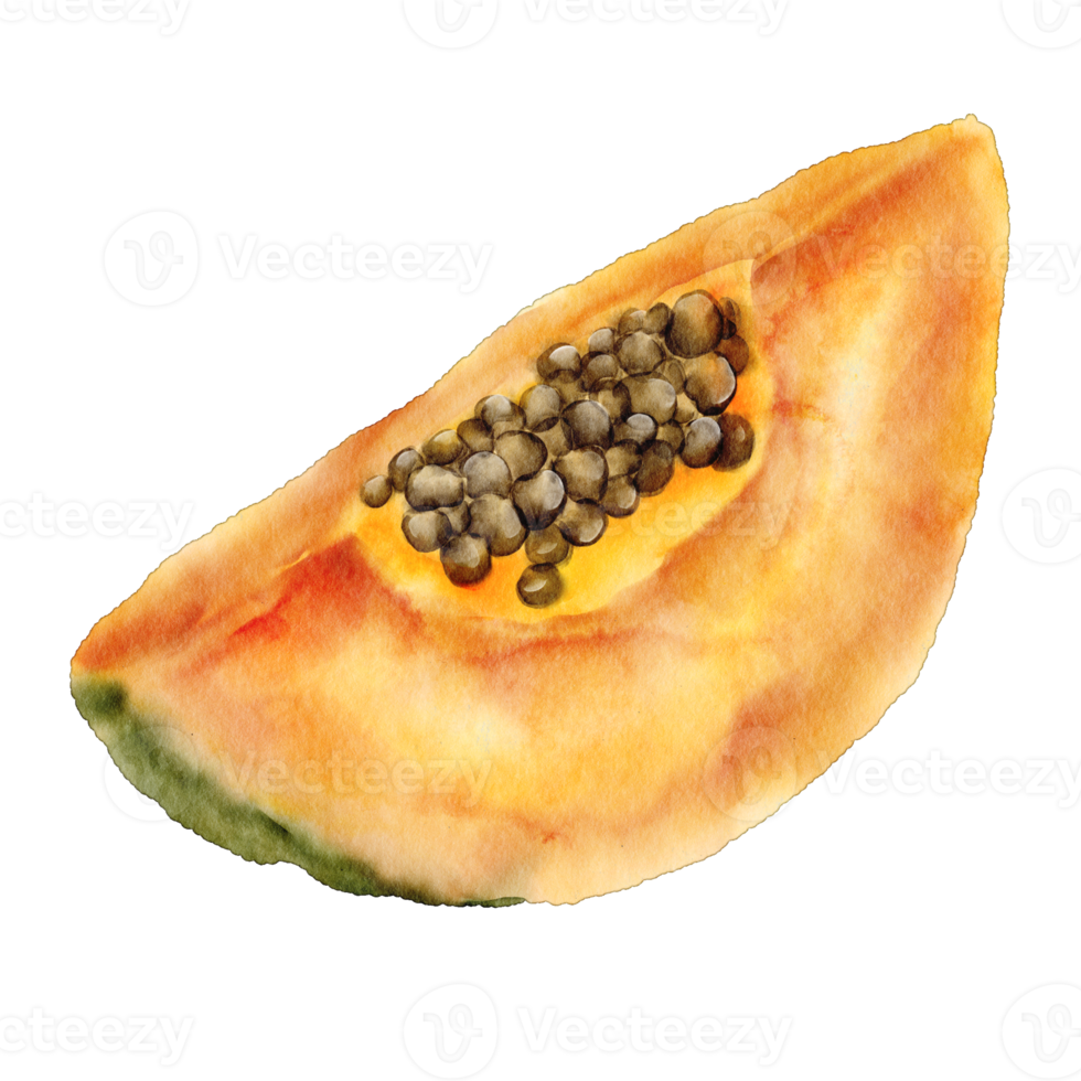 watercolor papaya clip art element png