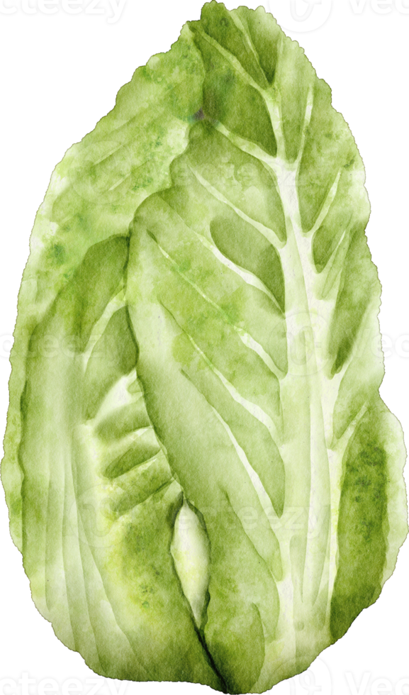 watercolor cabbage vegetable png