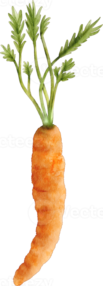 vegetal de zanahoria acuarela png