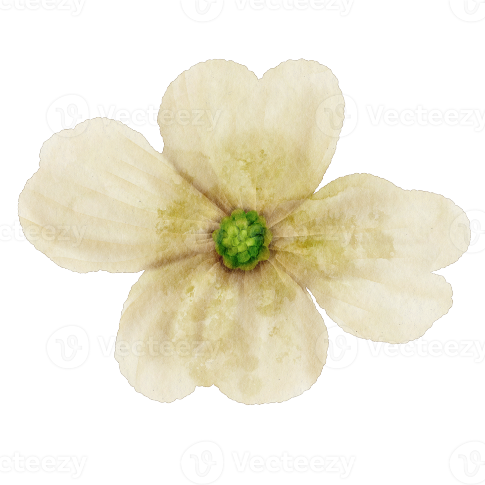 watercolor white flower png