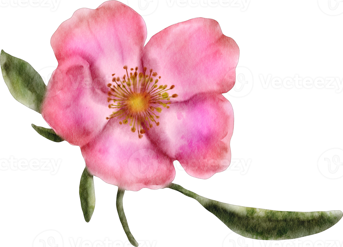 watercolor wild rose flower png