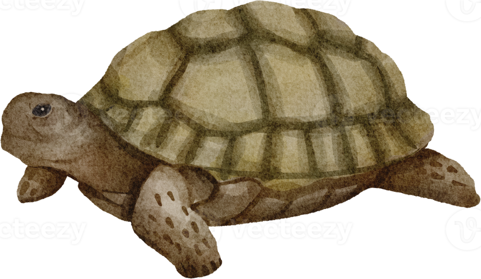 clipart de tartaruga em aquarela png