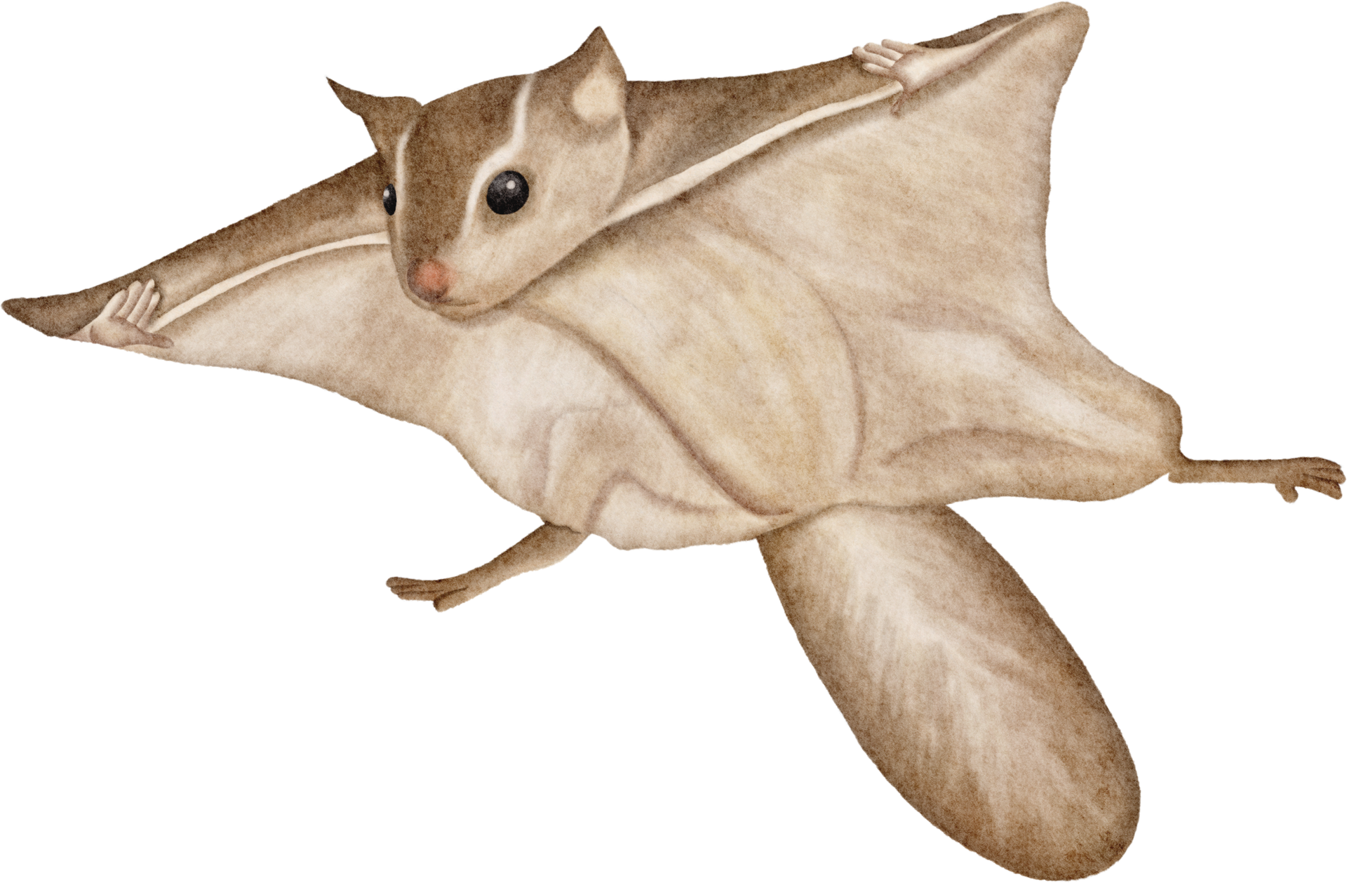 watercolor sugar glider 16548367 PNG