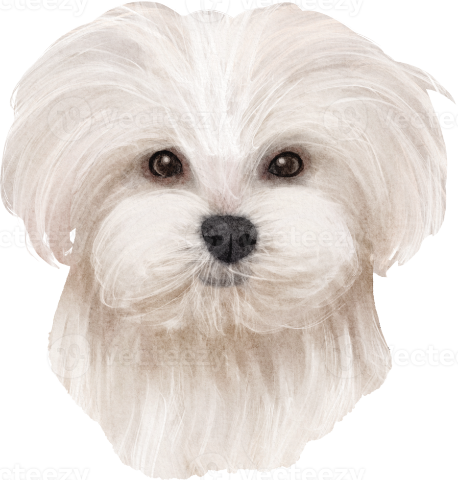 vattenfärg hund maltese png