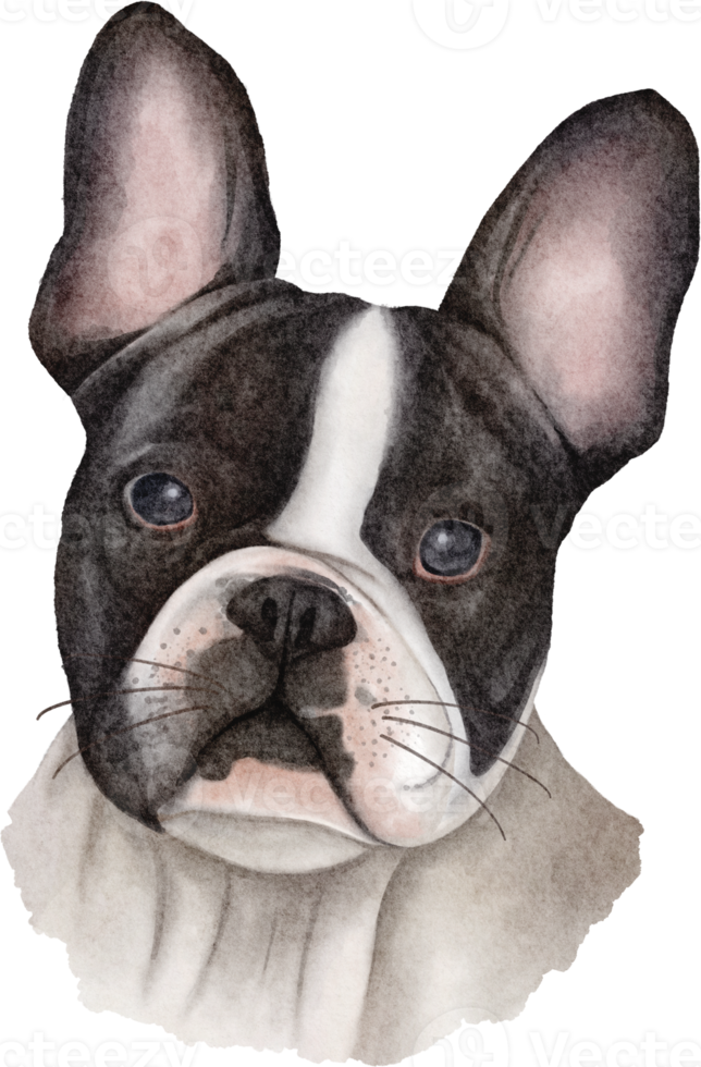 chien bouledogue aquarelle png