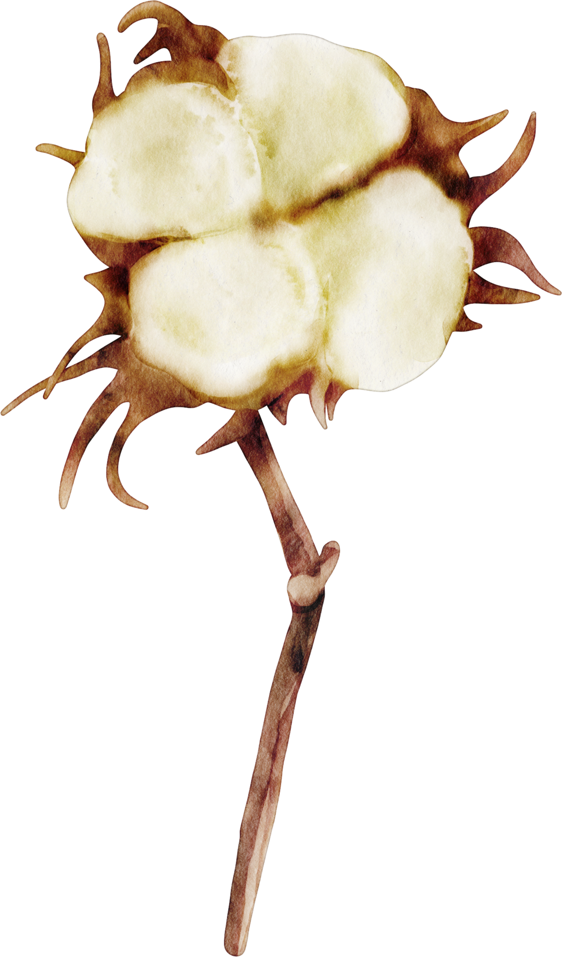 watercolor cotton flower 16548413 PNG