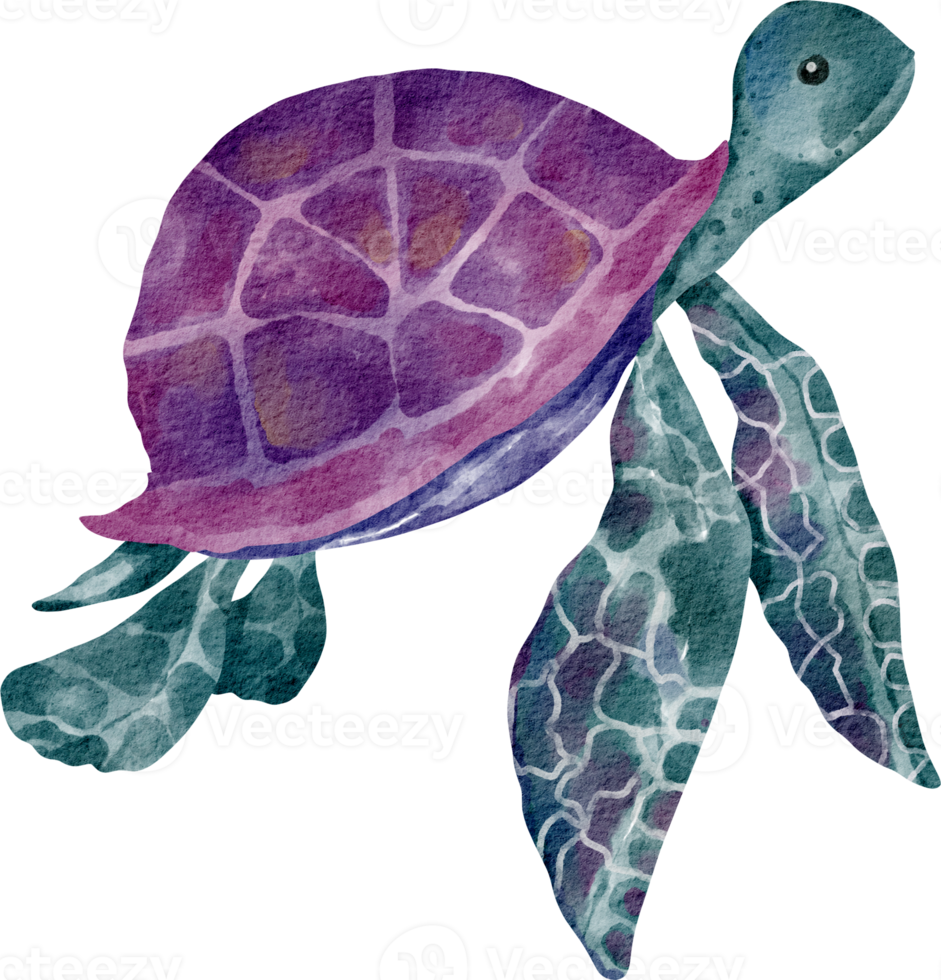 watercolor turtle sea animal png