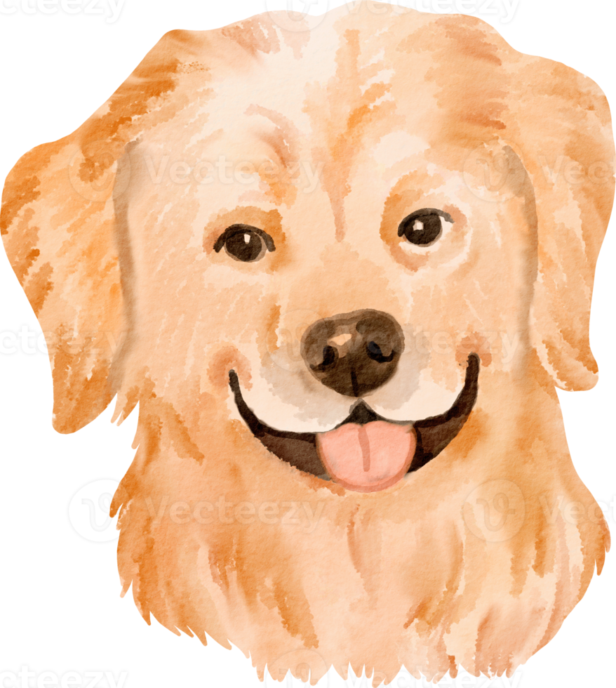 perro golden retriever acuarela png