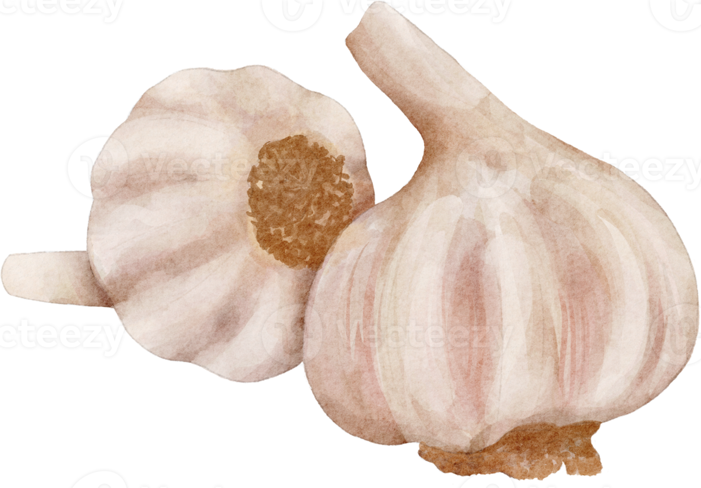 watercolor garlic clip art png