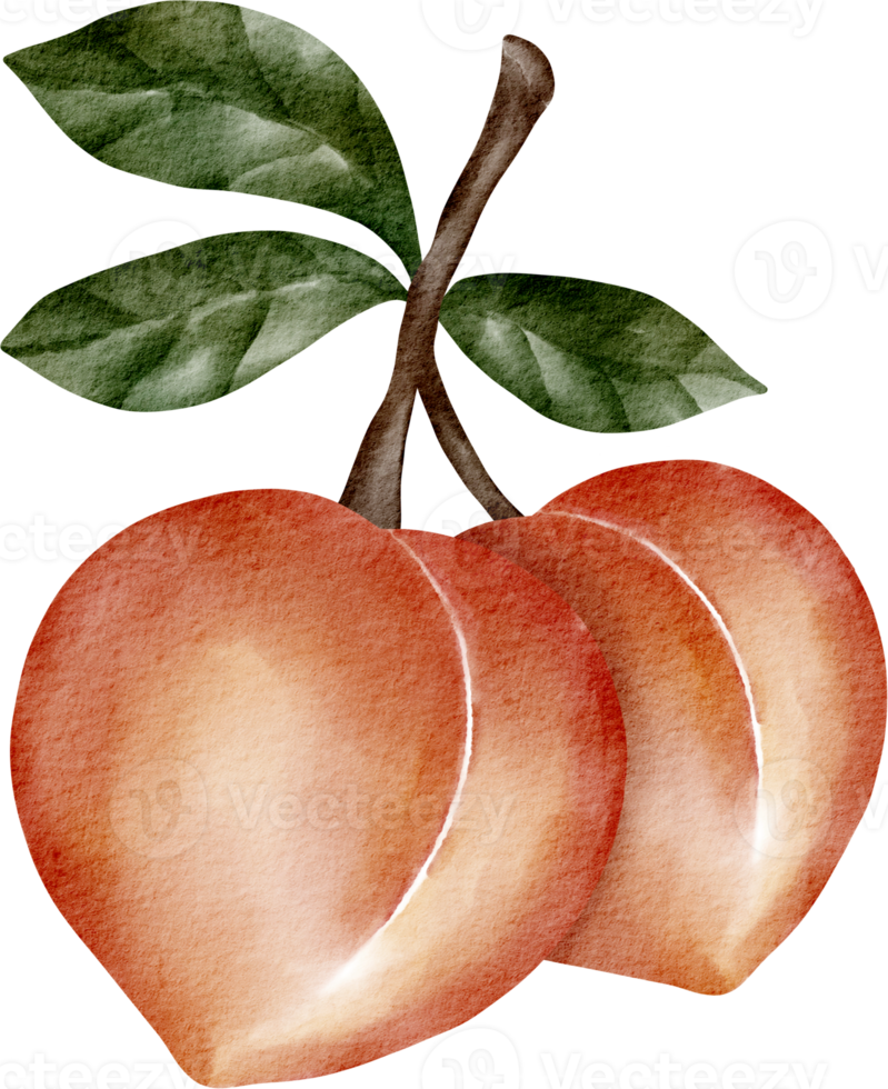 watercolor peach element clip art png