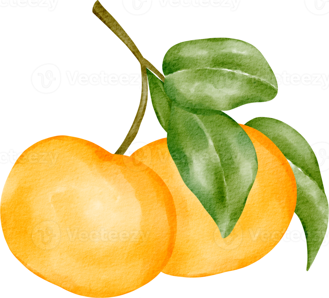imágenes prediseñadas de acuarela naranja png