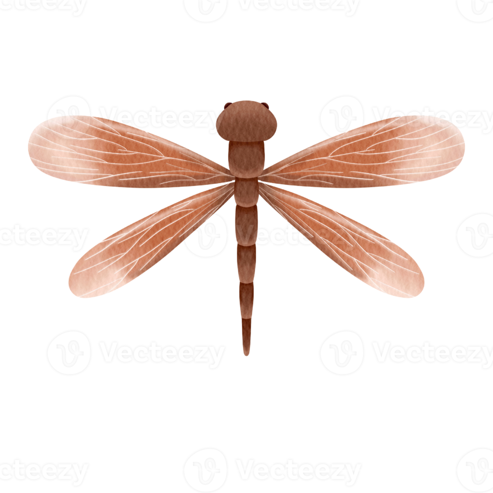 watercolor dragonfly insect png