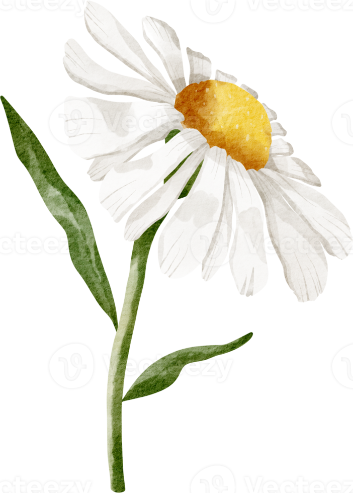 flor de margarita acuarela png