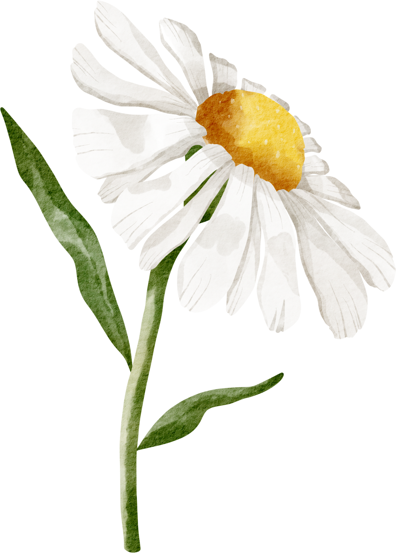 Flor De Margarida Em Aquarela PNG , Aquarela, Mão, Empate PNG Imagem para  download gratuito