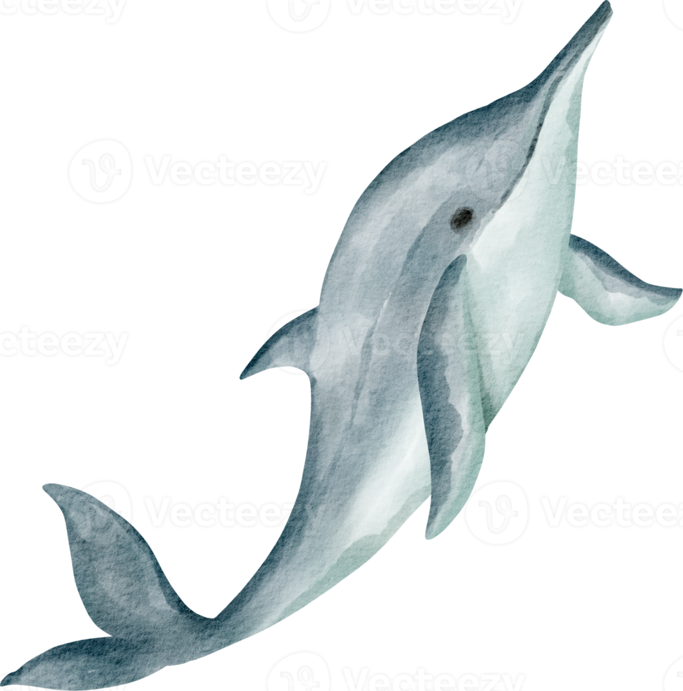 acquerello delfino mare animale png