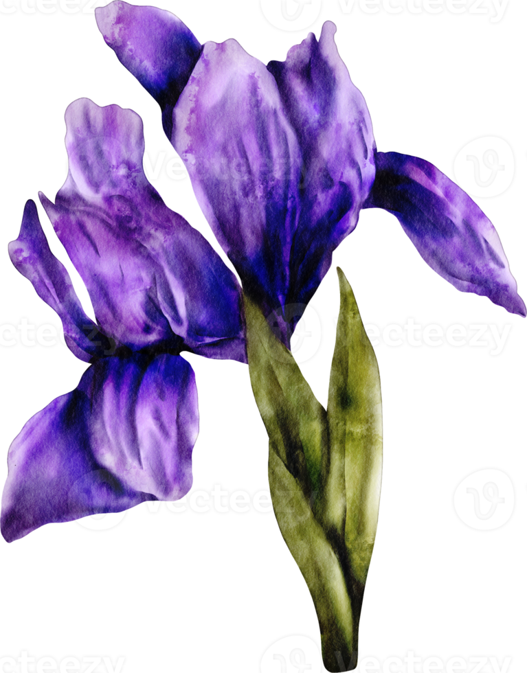 fleur d'iris aquarelle png