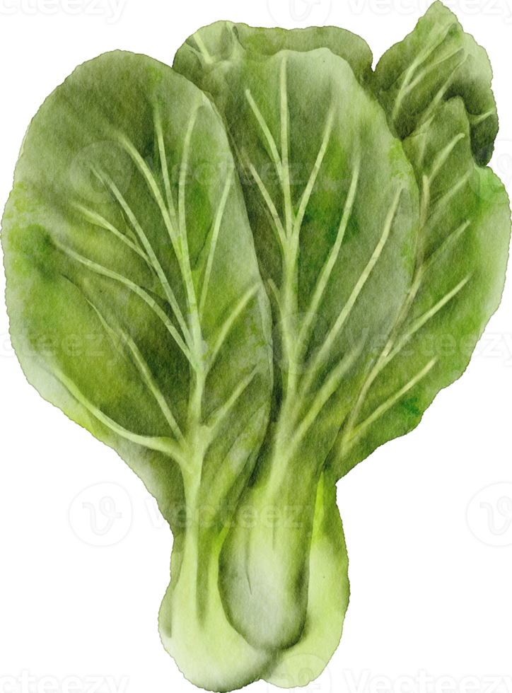 pak choy vegetal png