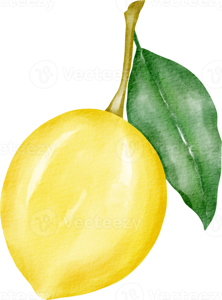 aquarelle citron aigre clip art png