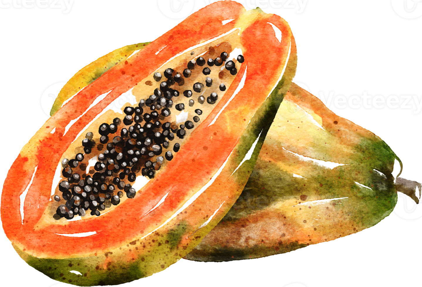 Papaya hand drawn watercolor painting png