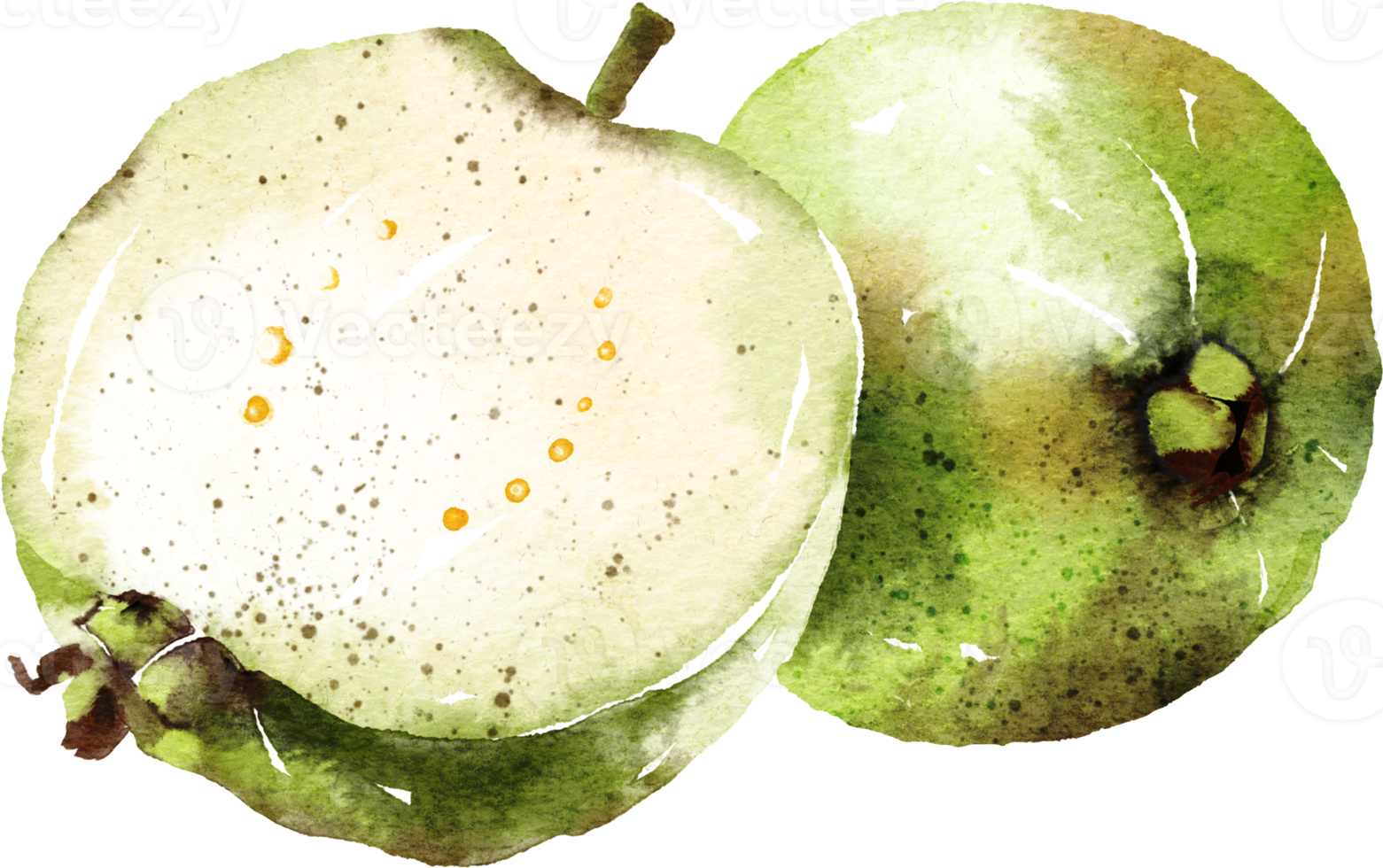 guava hand- getrokken waterverf schilderij png