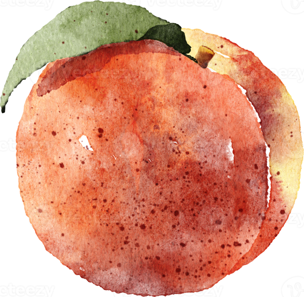 Persimmon hand drawn watercolor painting png