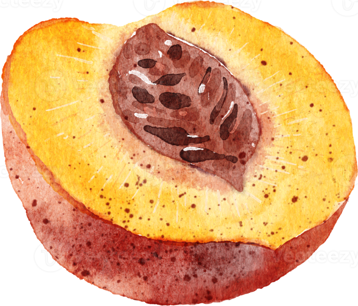 Persimmon sliced hand drawn watercolor painting png