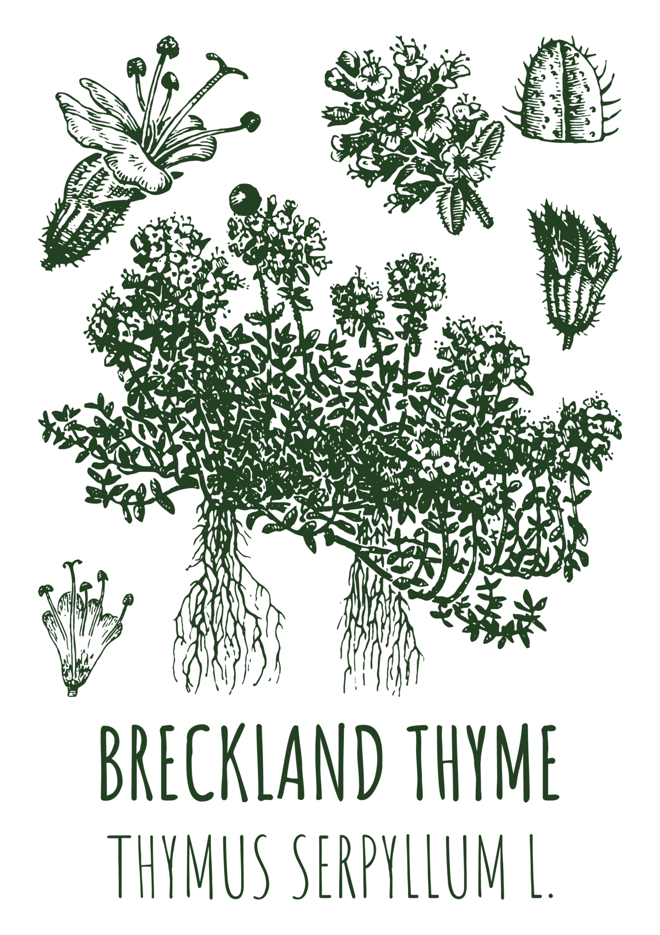 Free Drawings Of Breckland Thyme Hand Drawn Illustration Latin Name drawings-white-bryony-hand-drawn-illustration-latin-name-bryonia