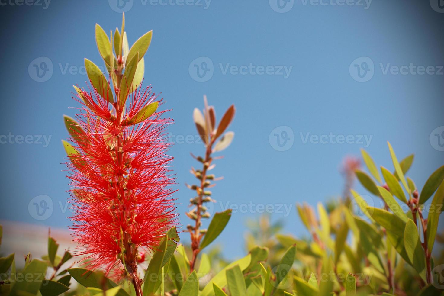 Red flower detail photo