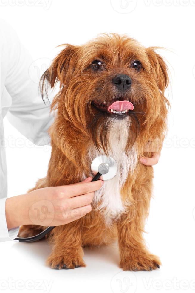 examen de perros con estetoscopio foto