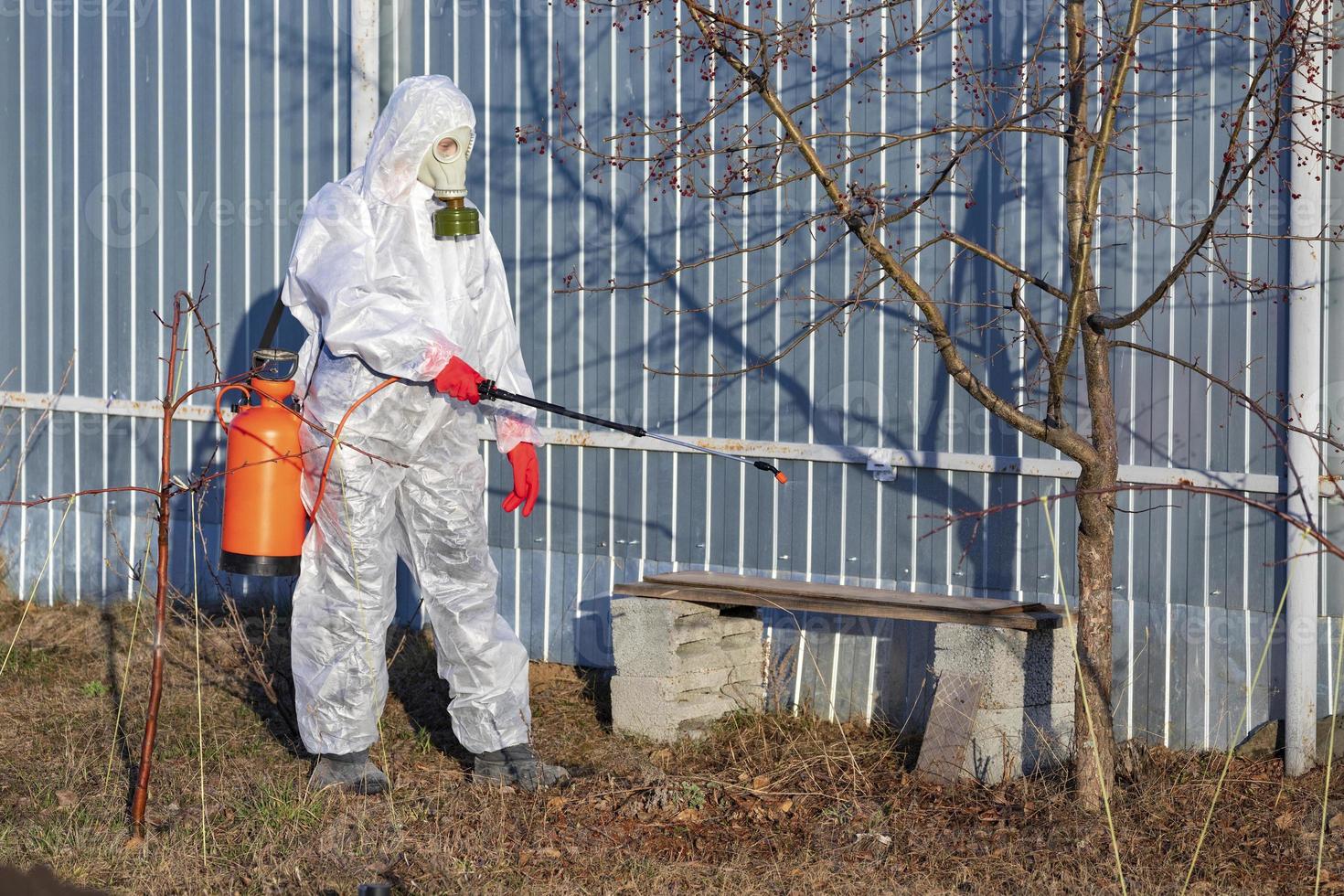 Gardener sprinkling insectecide on an apple tree photo